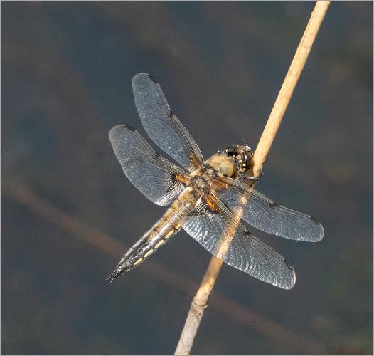 Four Spotted Chaser - Mary Battye