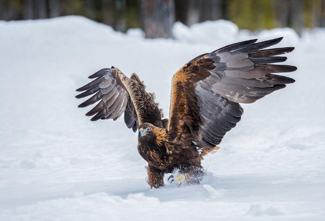Golden Eagle in the snow - Marny Macdonald