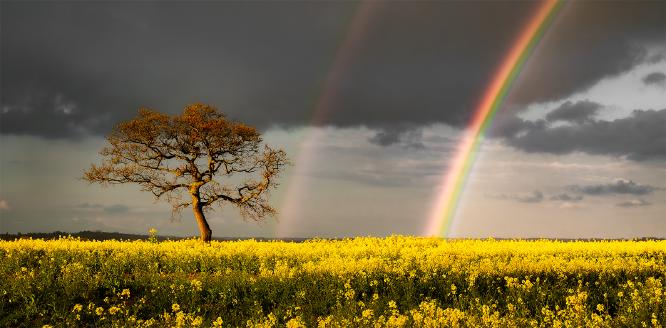 Abberton Rainbows - Shaun Hykel