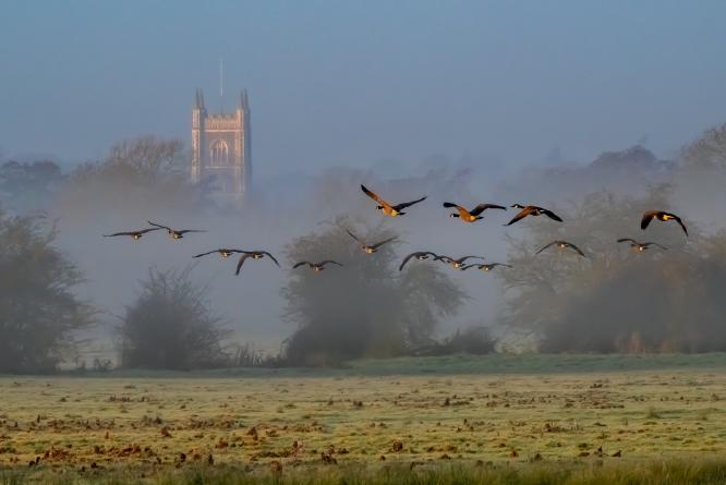 Dedham Church Geese - Andrew Bailey