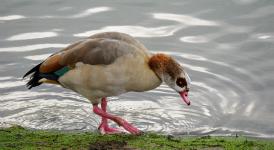David Cross - Egyptian Goose