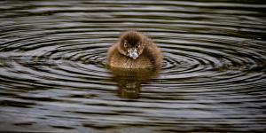 Adrian Foster - Grumpy Little Grebe