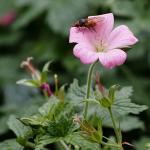Lynn Rix - Hoverfly on Geranium