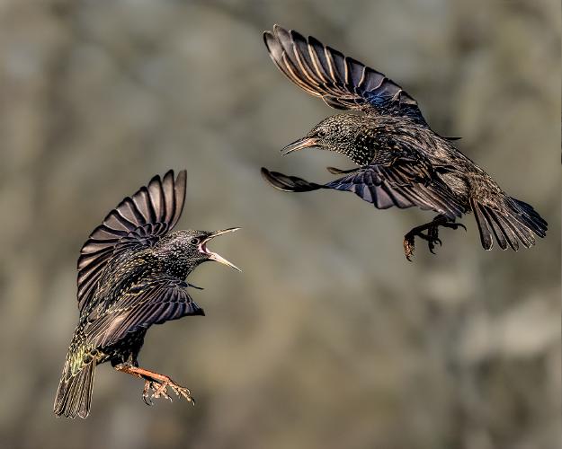 Starling Scrap - Chris Aldred