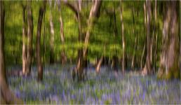 Jennifer Brett - Bluebell Wood ICM
