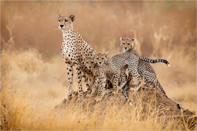 Cheetah family in early morning sun - Derek Howes