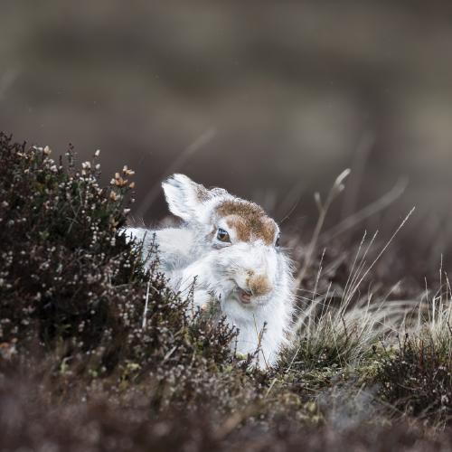MOUNTAIN WHITE HARE - Karen Kilbourn