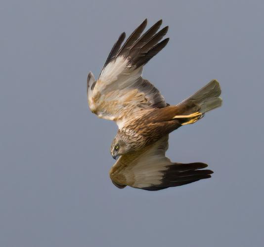 Marsh Harrier on the Prowl - Jan Cross