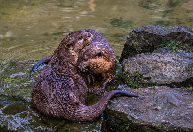 Otters Bonding - David Cross
