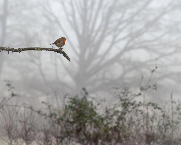 Robin of Special Branch - Kari Matthews