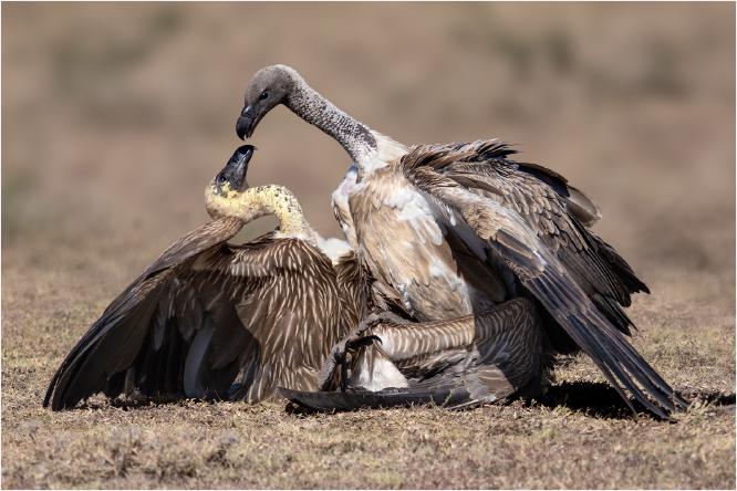 White Back Vulture Dominance - Chrissie Hart