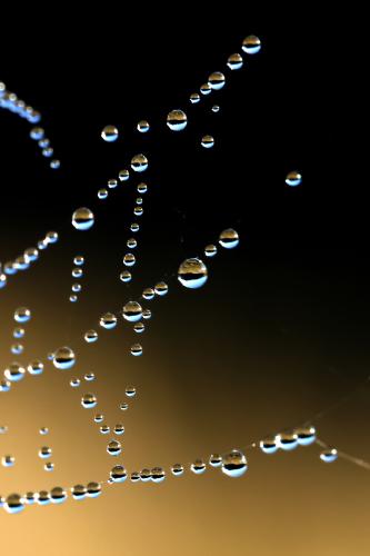 Dew drops on spiders web - Peter Freeman