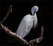 David Cross - Egret Preening