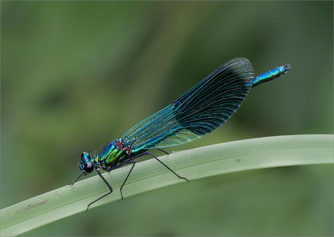 Resting Banded Demoiselle - Colin Brett