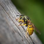 Ben Heather - Social Wasp Stripping Wood
