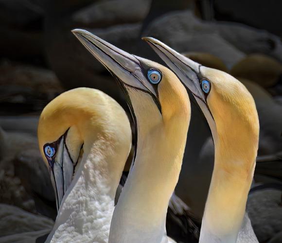 Three's a Crowd in the Cape Gannet Colony - Jan Cross