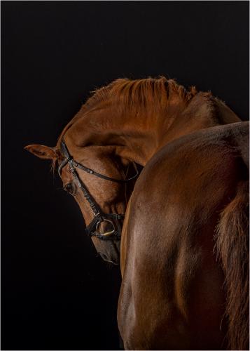 Trigger - Eddie Campbell