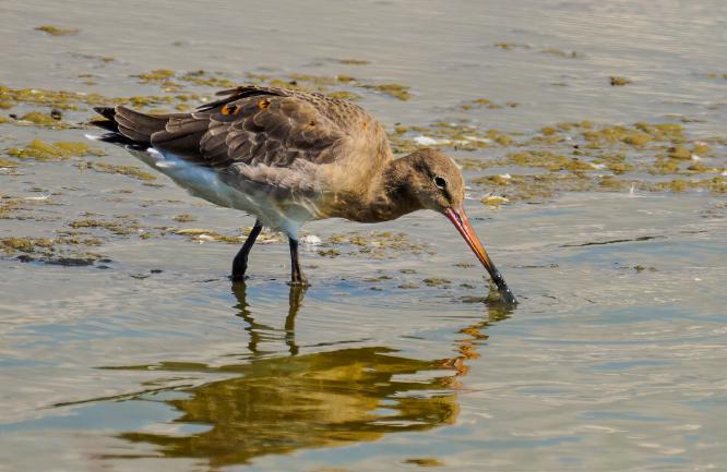 Back-Tailed Godwit Feeding - David Cross