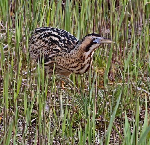 Bittern - Clare Carter