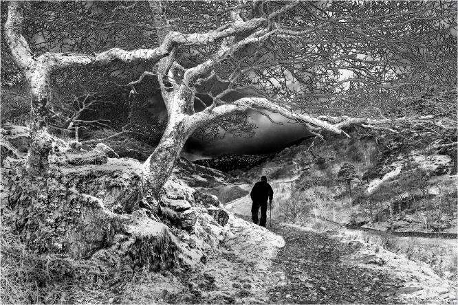 Cold Winter Evening Walk - Hilary Knight