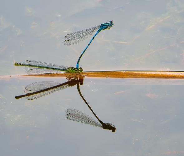 Common Blue Damselflies Paired - Mary Battye