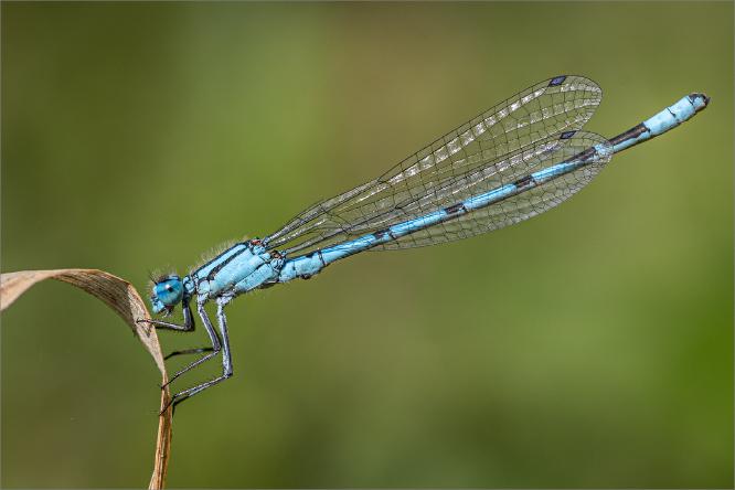 Common Blue Damselfly Perching - Ben Heather