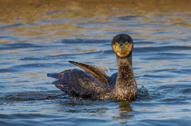 Cormorant in Golden Light - Jan Cross