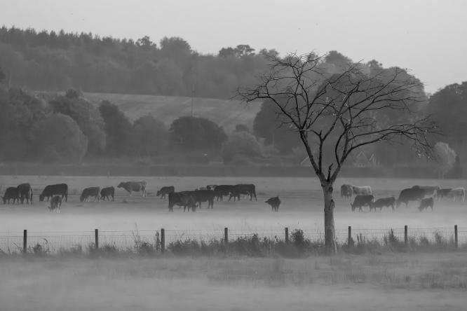 Early morning grazing - David Charlton
