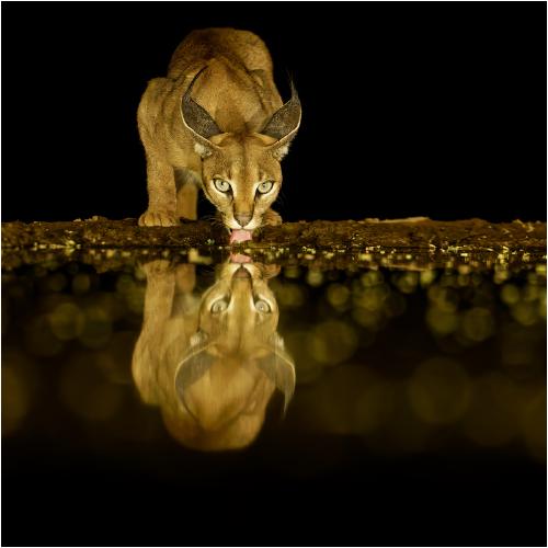 Elusive Caracal drinking at night - Derek Howes