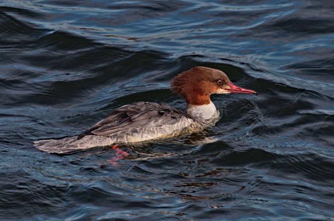 Female Goosander - Clare Carter