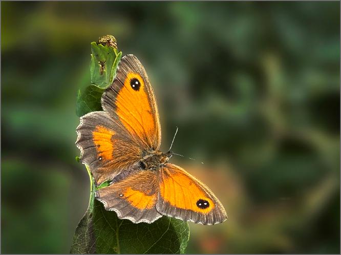 Gatekeeper Butterfly - Colin Westgate