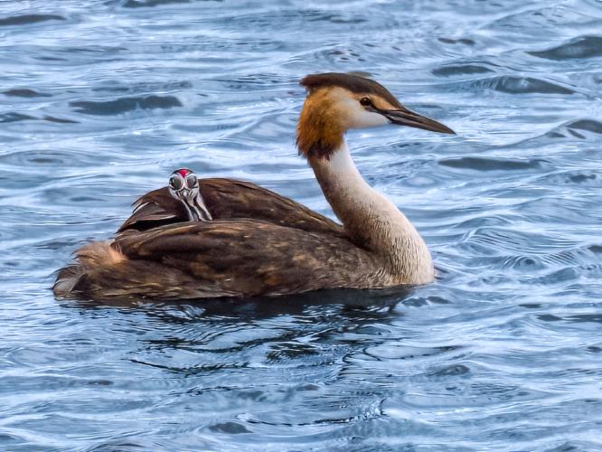 Great Crested Grebe With Humbug - David Cross