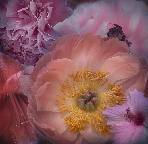 Hiding in Plain Sight - Chrissie Alexander