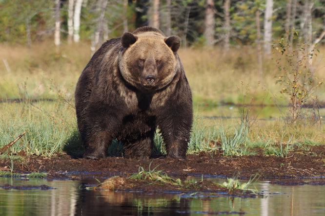 Huge European Brown Bear - Lynn Rix