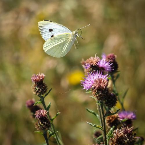 Large White in Fight - Robert Farrow