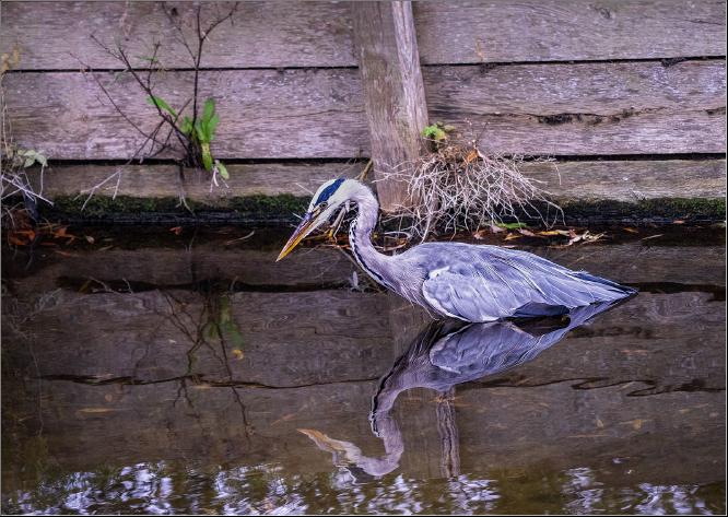 Looking for lunch - Peter Pangbourne