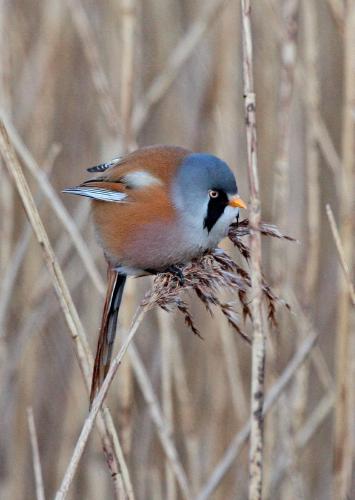 Male Bearded Tit - Dene Carter