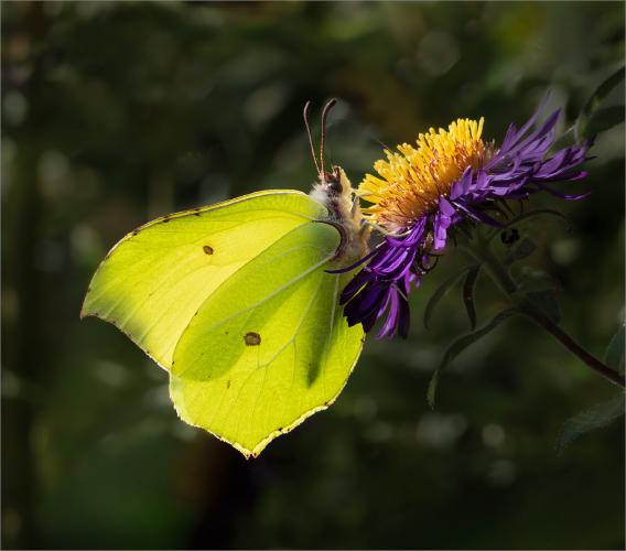 Nectaring Brimstone Butterfly - Colin Brett
