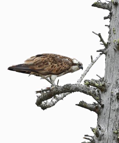 Osprey - Dene Carter