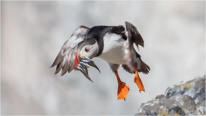 Puffin Bring Home Eels - Chrissie Hart