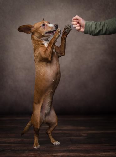 Put 'em up ! - Naomi Foster