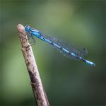 Ben Heather - Common Blue Damselfly at rest