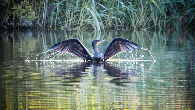 Emerging Cormorant - Robert Farrow