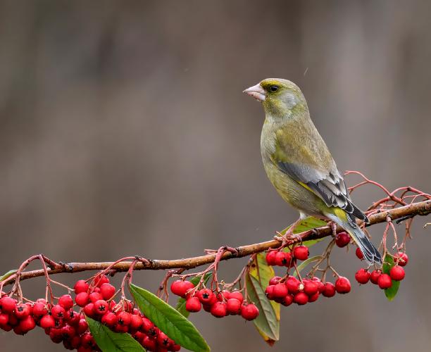 Greenfinch on berries - Lynn Rix