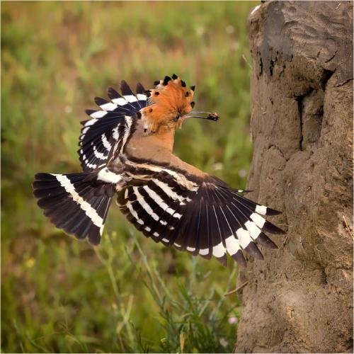 Hoopoe approaching nest hole - Derek Howes