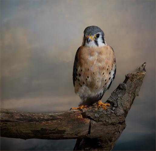 Kestrel - Mary Battye