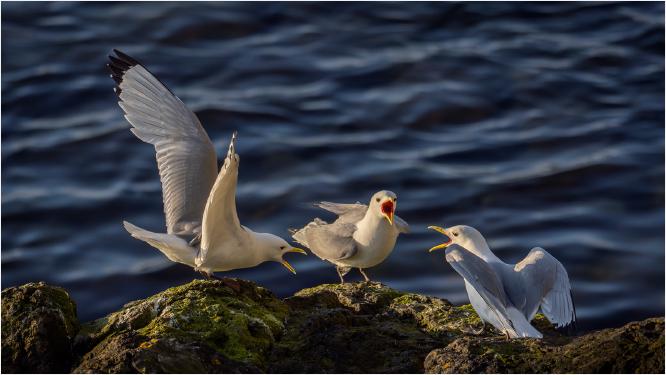 Kittiwake Dispute - Chrissie Hart