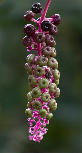 Natures Jewels - Jennifer Brett
