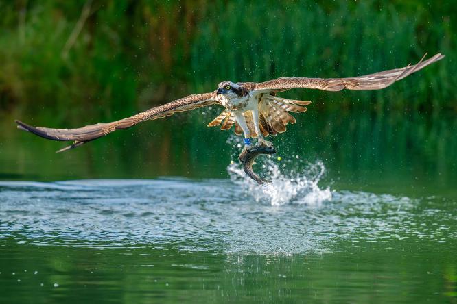 Osprey - Kayleigh Searles