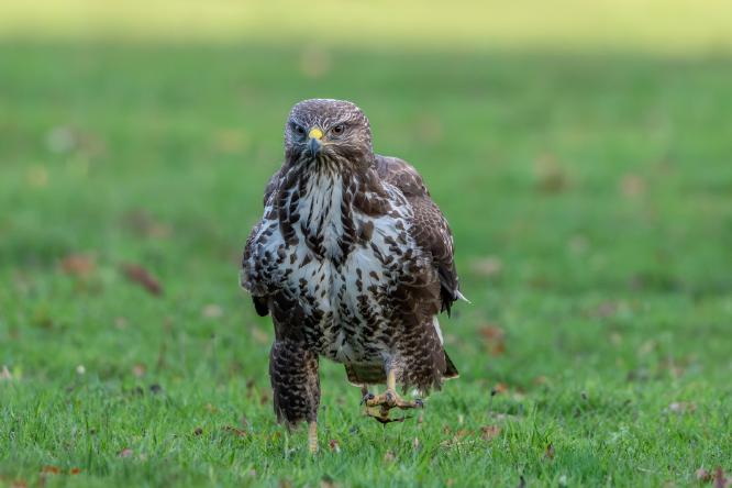 Strutt your stuff - Kayleigh Searles